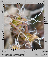 Syntrichia ruralis (pędzliczek wiejski)