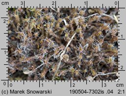 Syntrichia ruralis (pędzliczek wiejski)