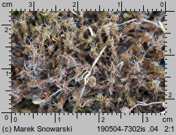 Syntrichia ruralis (pędzliczek wiejski)