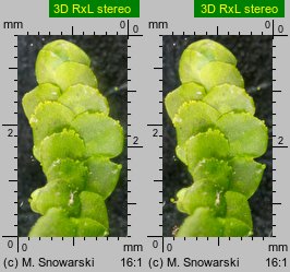 Radula complanata (usznica spłaszczona)