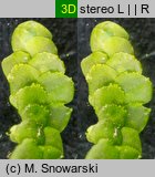 Radula complanata (usznica spłaszczona)