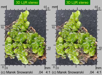 Radula complanata (usznica spłaszczona)