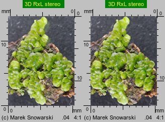 Radula complanata (usznica spłaszczona)