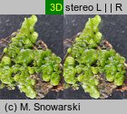 Radula complanata (usznica spłaszczona)