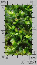 Radula complanata (usznica spłaszczona)
