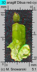 Radula complanata (usznica spłaszczona)