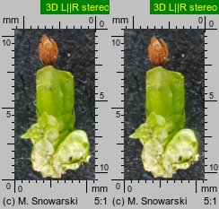 Radula complanata (usznica spłaszczona)