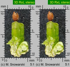 Radula complanata (usznica spłaszczona)