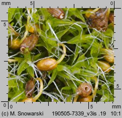 Dryptodon pulvinatus (strzechwowiec poduszkowy)