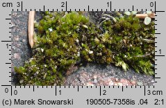 Bryum bicolor (prątnik dwubarwny)