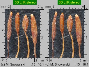 Tortula muralis (brodek murowy)