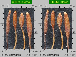 Tortula muralis (brodek murowy)