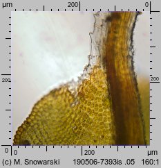 Syntrichia ruralis (pędzliczek wiejski)