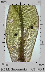 Rosulabryum laevifilum (rozetnik rozmnóżkowy)