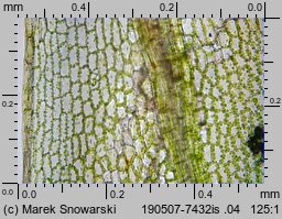 Rosulabryum laevifilum (rozetnik rozmnóżkowy)