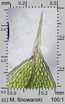 Rosulabryum laevifilum (rozetnik rozmnóżkowy)