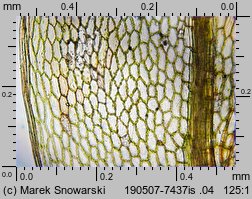 Rosulabryum laevifilum (rozetnik rozmnóżkowy)