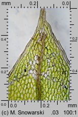 Rosulabryum laevifilum (rozetnik rozmnóżkowy)