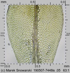 Rosulabryum laevifilum (rozetnik rozmnóżkowy)