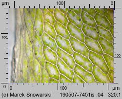 Rosulabryum laevifilum (rozetnik rozmnóżkowy)