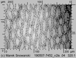 Rosulabryum laevifilum (rozetnik rozmnóżkowy)