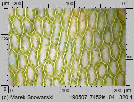 Rosulabryum laevifilum (rozetnik rozmnóżkowy)