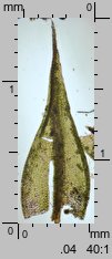Ceratodon purpureus (zęboróg czerwonawy)
