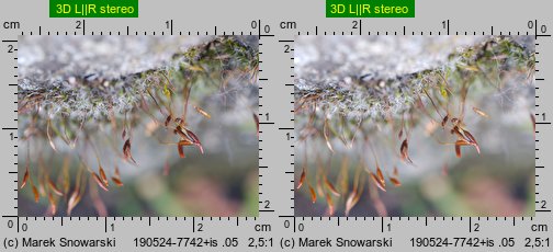 Tortula muralis (brodek murowy)