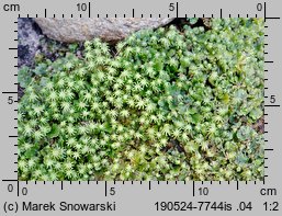 Marchantia polymorpha ssp. ruderalis (porostnica wielokształtna)