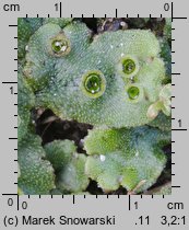 Marchantia polymorpha ssp. ruderalis (porostnica wielokształtna)