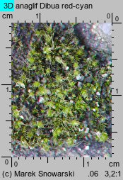 Bryum bicolor (prątnik dwubarwny)