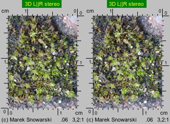 Bryum bicolor (prątnik dwubarwny)