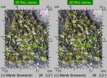 Bryum bicolor (prątnik dwubarwny)