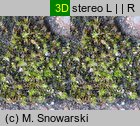 Bryum bicolor (prątnik dwubarwny)
