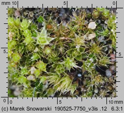 Bryum bicolor (prątnik dwubarwny)