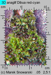 Bryum bicolor (prątnik dwubarwny)