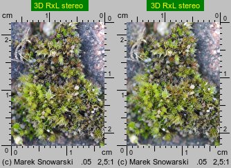 Bryum bicolor (prątnik dwubarwny)