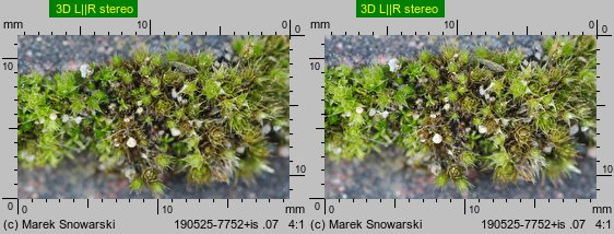 Bryum bicolor (prątnik dwubarwny)