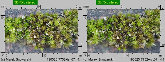 Bryum bicolor (prątnik dwubarwny)