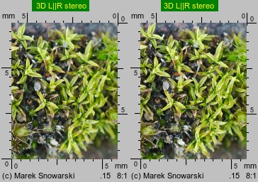 Barbula convoluta (zwojek skręcony)