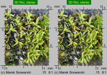 Barbula convoluta (zwojek skręcony)