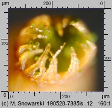 Platygyrium repens (sznureczniak pełzający)