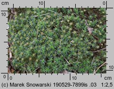 Polytrichum juniperinum (płonnik jałowcowaty)