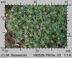 Polytrichum juniperinum (płonnik jałowcowaty)