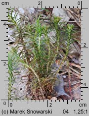 Polytrichum juniperinum (płonnik jałowcowaty)