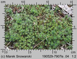 Polytrichum piliferum (płonnik włosisty)