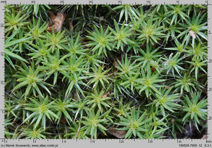 Polytrichum piliferum (płonnik włosisty)