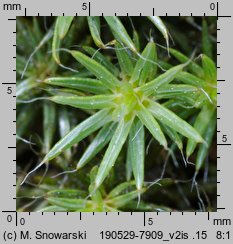 Polytrichum piliferum (płonnik włosisty)