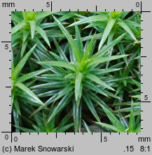 Polytrichum juniperinum (płonnik jałowcowaty)