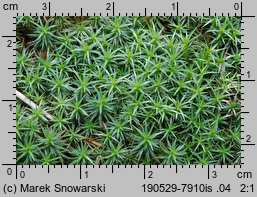 Polytrichum juniperinum (płonnik jałowcowaty)